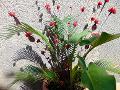 Ramo Blossom Rosso H 120 con foglie skelet - Sconti per Fioristi e Aziende