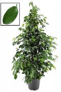 Ficus Benjamin x 43 verde - Sconti per Fioristi e Aziende - Artificiale