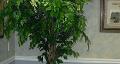 Ficus Benjamin x 43 verde - Sconti per Fioristi e Aziende - Artificiale