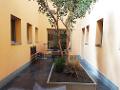 Ficus Benjamin x 43 verde - Sconti per Fioristi e Aziende - Artificiale