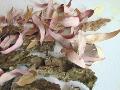 Foglie naturali di Eucaliptus rosa busta gr. 200 Sconti per Fioristi e Aziende