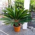 Foglia di Cycas in gomma - Sconti per Fioristi e Aziende - Animato