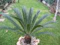 Foglia di Cycas in gomma - Sconti per Fioristi e Aziende - Animato