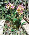 Pianta di Orchidea Brasso alta cm. 50 - Sconti per Fioristi e Aziende