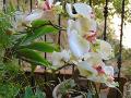 Orchidea artificiale x 2 H 56 - Sconti per Fioristi e Aziende