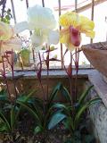 Pianta Orchidea Lady Slipper Flormatic - Sconti per Fioristi e Aziende