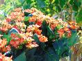Calanchoe bush x 5 in poliester - Sconti per Fioristi e Aziende