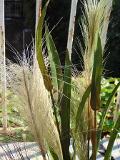 Miscanthus Sinensis H 78 - Sconti per Fioristi e Aziende - Artificiale con grass