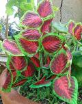 Coleus Bush x 6 Artificiale - Sconti per Fioristi e Aziende - in poliester