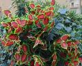 Coleus Bush x 6 Artificiale - Sconti per Fioristi e Aziende - in poliester