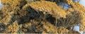 Akillea filipendulina x 10 naturale colorata - Sconti per Fioristi e Aziende