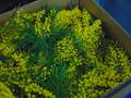 ESAURITA - Mimosa Fresca box da Kg. 3 Acacia Dealbata - Goulois - Sconti per Fioristi e Aziende