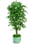 Ficus Twisted H 200 in vaso - Sconti per Fioristi e Aziende - Artificiale con 1634 foglie verdi