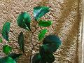 Pitosforo Artificiale x 5 ramo 90 foglie H 63 - Sconti per Fioristi e Aziende