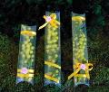 Mimosa fresca in tubo PVC cm. 20 - Sconti per Fioristi e Aziende