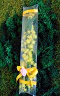 Mimosa fresca in tubo PVC cm. 20 - Sconti per Fioristi e Aziende