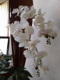 Orchidea Falenopsis H 98 - Sconti per Fioristi e Aziende - Artificiale