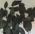 Foglie di Magnolia Naturale Stabilizzata Conf. gr. 150 - Sconti per Fioristi e Aziende