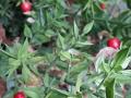 Ruscus Aculeatus H 90 - Sconti per Fioristi e Aziende - Pungitopo Stabilizzato Kg. 1