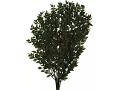 Ruscus Aculeatus H 90 - Sconti per Fioristi e Aziende - Pungitopo Stabilizzato Kg. 1