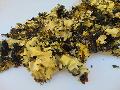 Muschio di Roccia gr. 250 Colorato preservato - Sconti per Fioristi e Aziende
