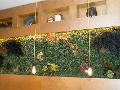 Muri Vegetali Stabilizzati a metro quadrato - Sconti per Fioristi e Aziende