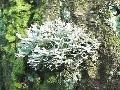 Muschio Argenteo di Eucaliptus gr. 100 - Sconti per Fioristi e Aziende