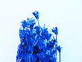 Nigella Orientali Blu gr. 250 stabilizzata - Sconti per Fioristi e Aziende