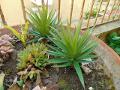 Agave gomma H 20 cm.  - Sconti per Fioristi e Aziende - Con 36 foglie