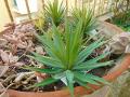 Agave gomma H 20 cm.  - Sconti per Fioristi e Aziende - Con 36 foglie