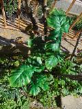 Filodendro con 7 foglie H 71 - Sconti per Fioristi e Aziende -In poliestere