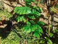 Filodendro con 6 foglie H 80 - Sconti per Fioristi e Aziende