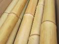 Canna di Bamboo dm 9 / 10 H 200 - 250 - 300 - Sconti per Fioristi e Aziende Canna naturale