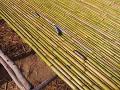 Canna Bamboo per Agricoltura dm. 22/24 H 180 - 210 - 240 - Sconti per Fioristi e Aziende