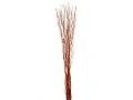 Salix Willow H 160 Contorto - Sconti per Fioristi e Aziende - Nocciolo Mazzo 20 rami