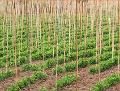 Canna Bamboo per Agricoltura dm. 22/24 H 180 - 210 - 240 - Sconti per Fioristi e Aziende