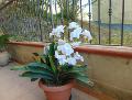 Orchidea Plant in poliester  Sconti per fioristi e aziende - x 12