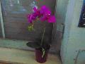 Orchidea Plant x 2 H 35  - Sconti per fioristi e aziende - in real touch