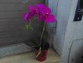 Orchidea Plant x 2 H 35  - Sconti per fioristi e aziende - in real touch