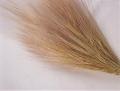 Barba de bode gr. 200 (Isolepsis) naturale - Sconti per Fioristi e Aziende