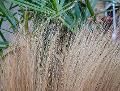 Barba de bode gr. 200 (Isolepsis) naturale - Sconti per Fioristi e Aziende