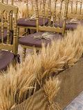 Spighe di grano stabilizzato mazzo 100 steli - Sconti per Fioristi e Aziende