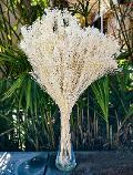 Broom Bloom Naturale Sbiancato Gr. 100 - Sconti per Fioristi e Aziende