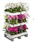 Orchidee Phalenopsis H 60 in vaso ceramico ed Espositore da 72 Orchidee Sconti per Fioristi, Arredatori e Aziende