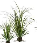 Grass artificiale H 71 cm.  - Sconti per Fioristi e Aziende  - Kokedama in sfera muschiata