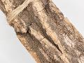 Corteccia di Catappa Bark x 6 cm. 25 x 7 Sconti per Fioristi, Wedding e Aziende