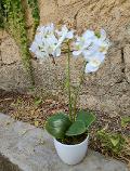 Orchidea Phalenopsis H 40- Sconti per Fioristi e Aziende - a due steli con vaso - 3 colori