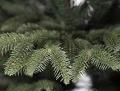 Albero Terminio Abete H 210 - Sconti per Fioristi e Aziende - Verde in PE+PVC