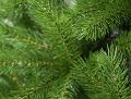 Albero Abies abete verde  - Sconti per Fioristi e Aziende - H 300 in PE+PVC