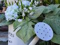 Annaffiatoio da giardino cm. 17 - Sconti per Fioristi, Wedding e Aziende - Flowers & Garden - Bianco in latta